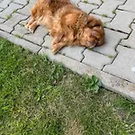 Na Skarpce شاليه
