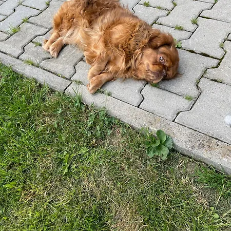 Na Skarpce Alpesi faház